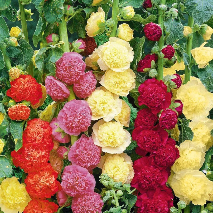 Насіння Мальва махрова Double Terry Mix 10 шт. (2519758385)