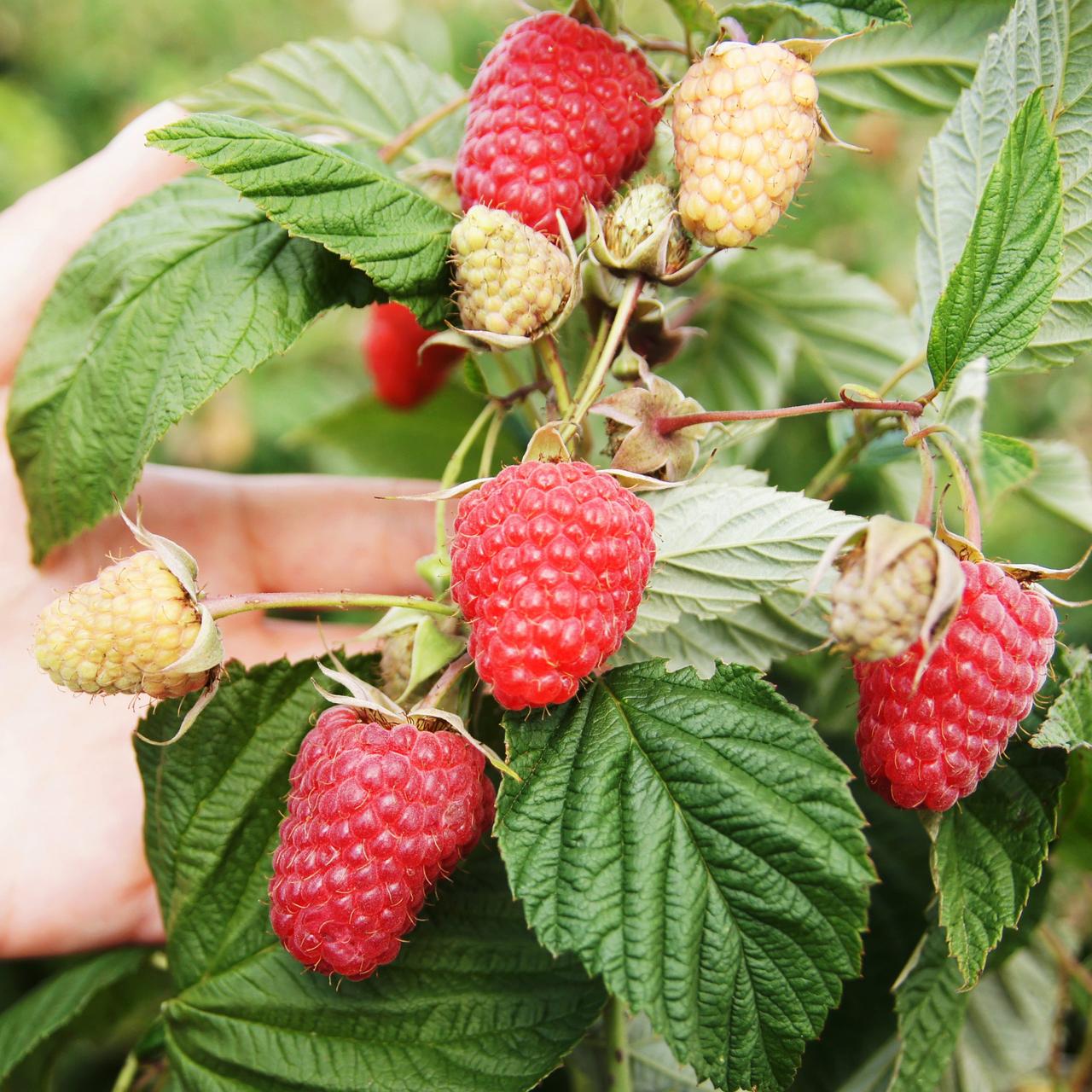 Саженец летней малины средне-ранней (876655220)