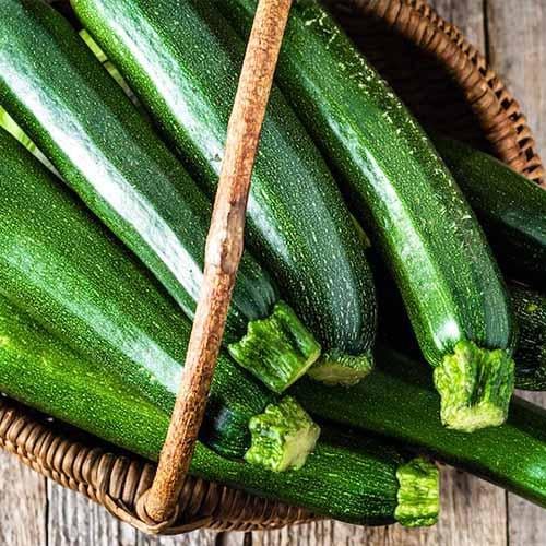 Семена Кабачок Florium Скворушка (9136)