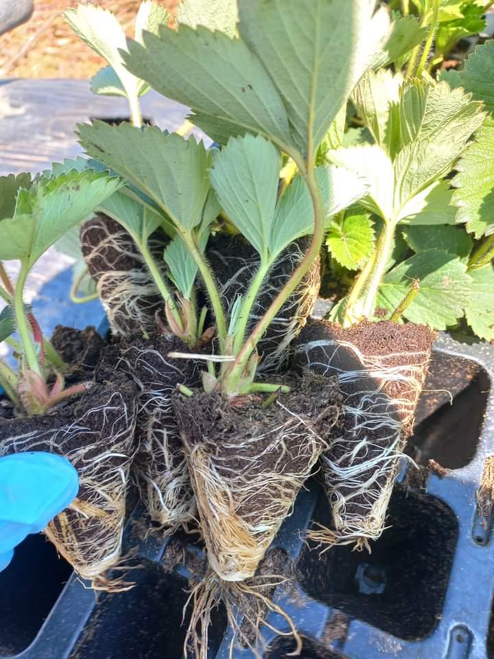 Саджанці полуниці Альба 96 шт. - фото 2 Саджанці полуниці Альба 96 шт. - фото 2