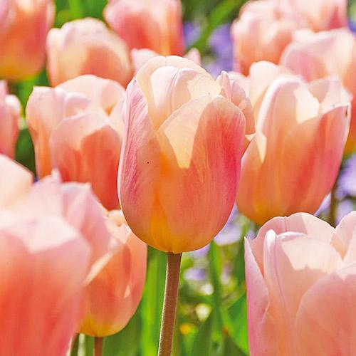 Тюльпан Florium Apricot Beauty (11076) Тюльпан Florium Apricot Beauty (11076)