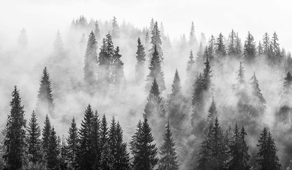 Фотообои Artside Сосновый лес в тумане 763867678