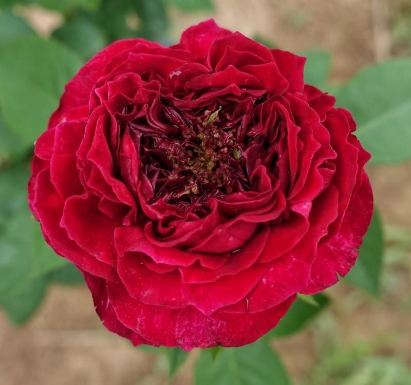 Роза английская Velet Tess в контейнере (2558773464)