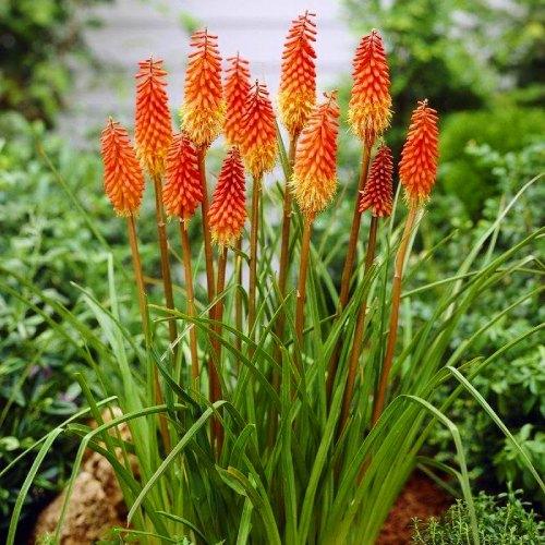 Книфофия Alcazar Florium (3026)