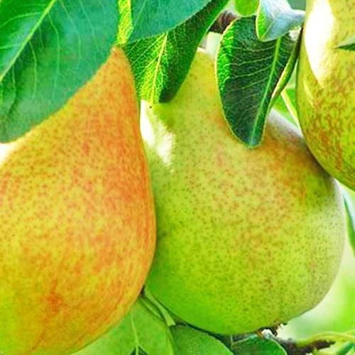 Сажанець Груша Смерічка зимовий сорт/пізній термін дозрівання (178398)