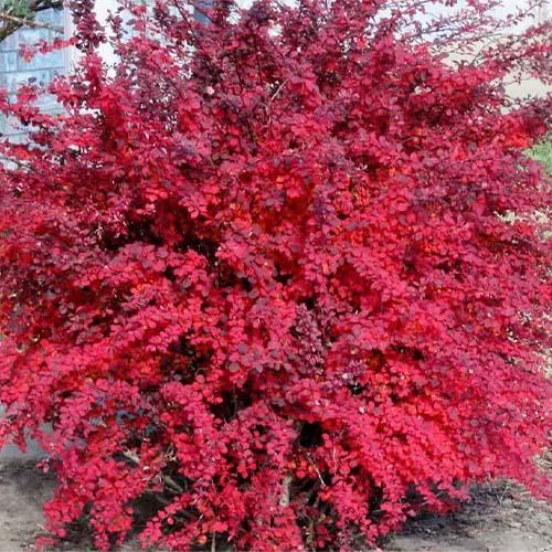 Барбарис Florium Red DJ (13431) - фото 2
