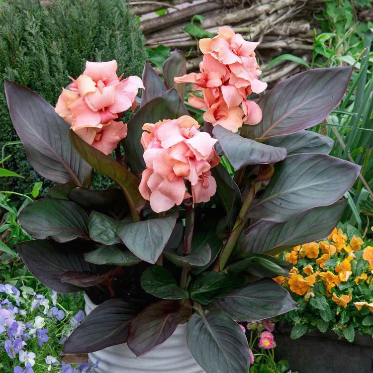 Канна Шайминг Пич Shining Peach 1 шт. (38298652)