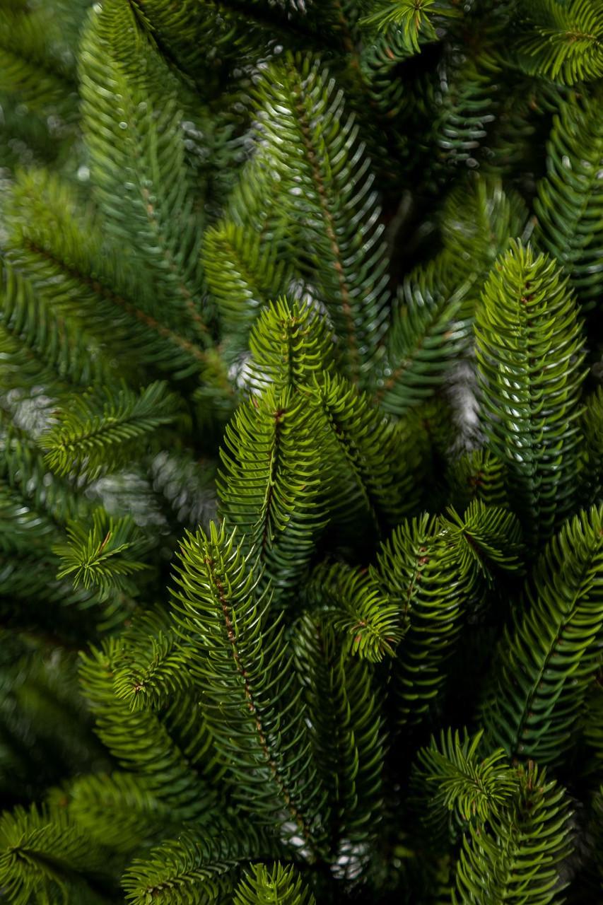 Елка литая SG Лапландская в горшке весенняя 1,10 м - фото 5