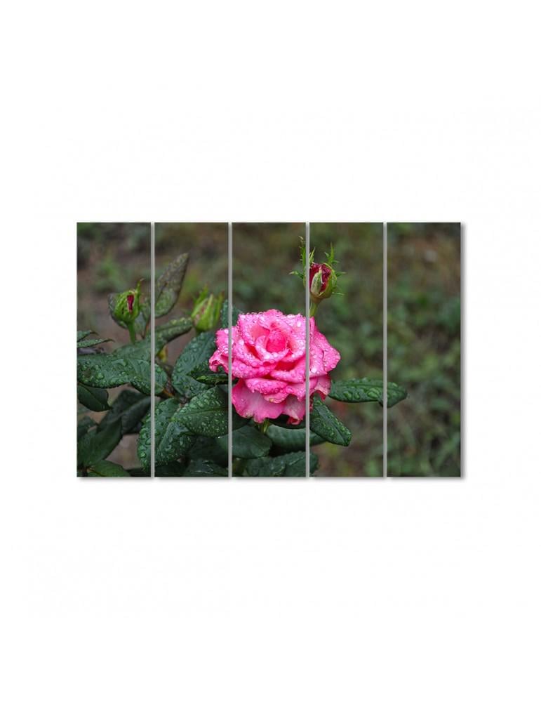 Картина модульная Розовая роза после дождя 5 модулей 90x135 см