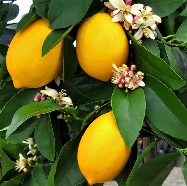 Саженцы лимона Дженоа урожайный/кисло-сладкий/низкорослый (1443831517)