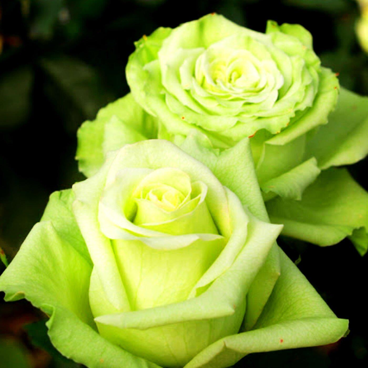 Саджанці троянди Ківі (65) - фото 3