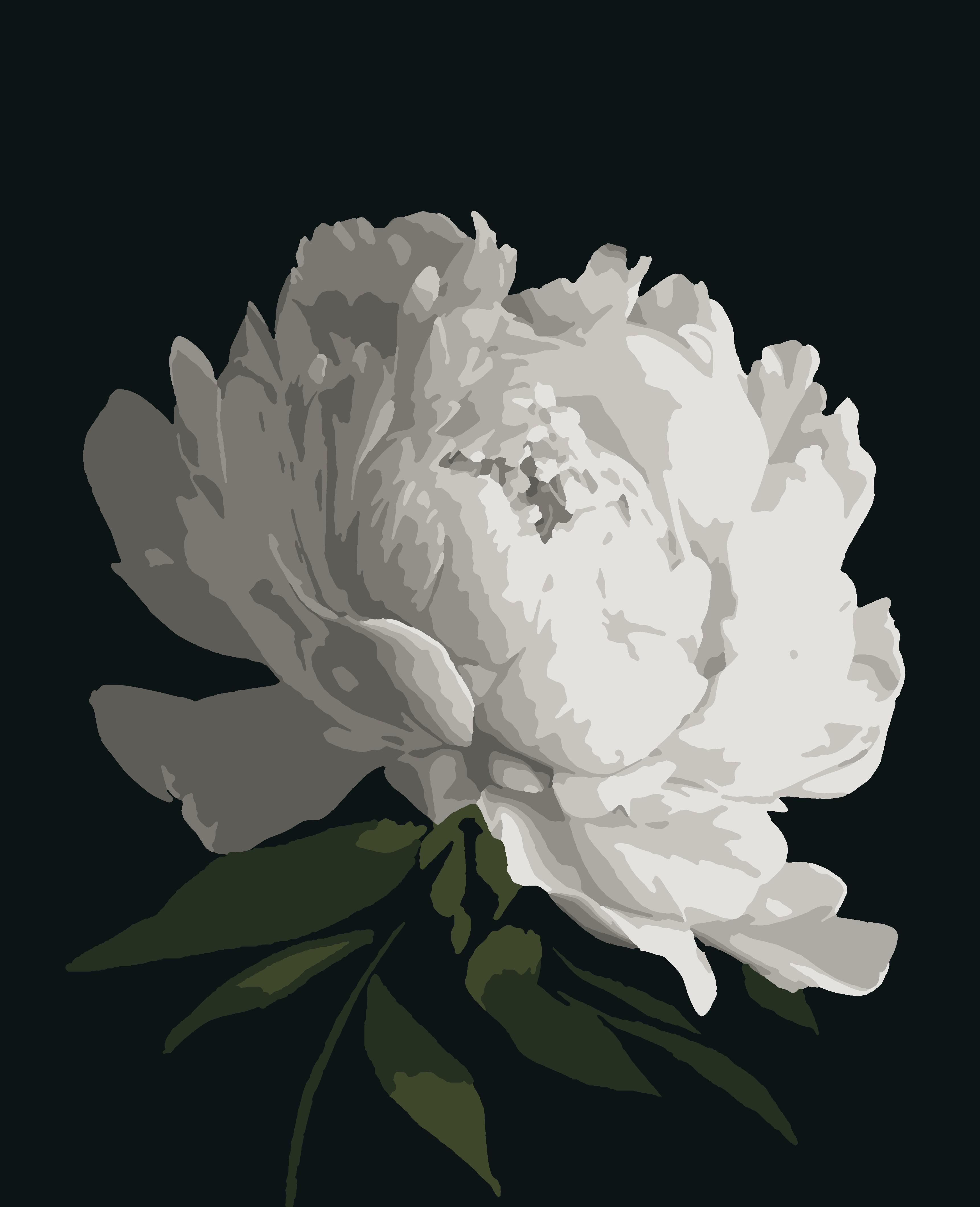 Картина по номерам Artissimo Белый пион 50x60 см без коробки (PNX0179)