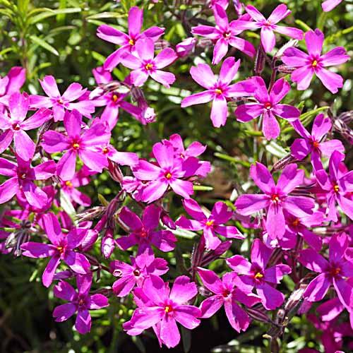 Флокс Florium Temiskaming (18452)