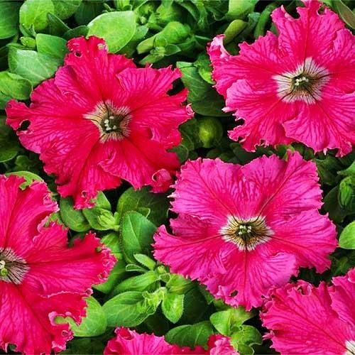 Семена Петуния Афродита F1 розовая Florium