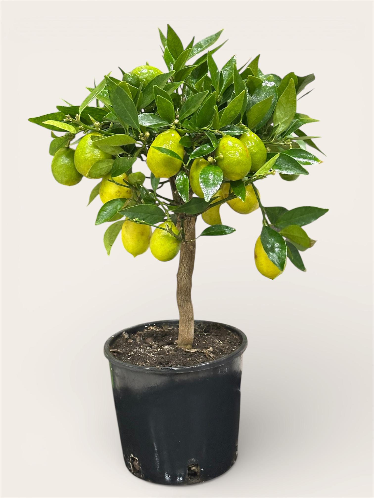 Цитрусове дерево Лаймкват 45 см (32156377) Цитрусове дерево Лаймкват 45 см (32156377)