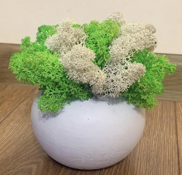 Кашпо со стабилизированным мхом Сфера 10х10 см (607)