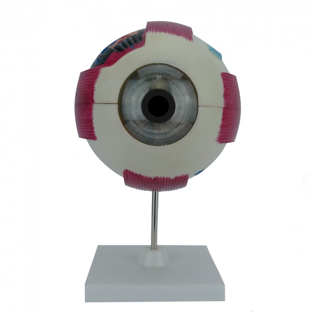 Макет Глаз человека Руди на подставке 12х12х18 см (Б013у)