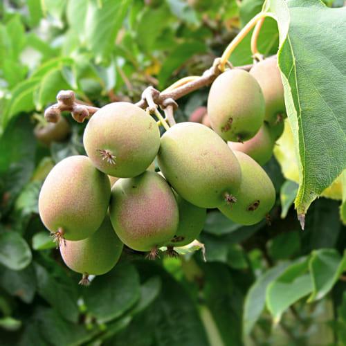 Актінідія Florium аргута Риму (8217)