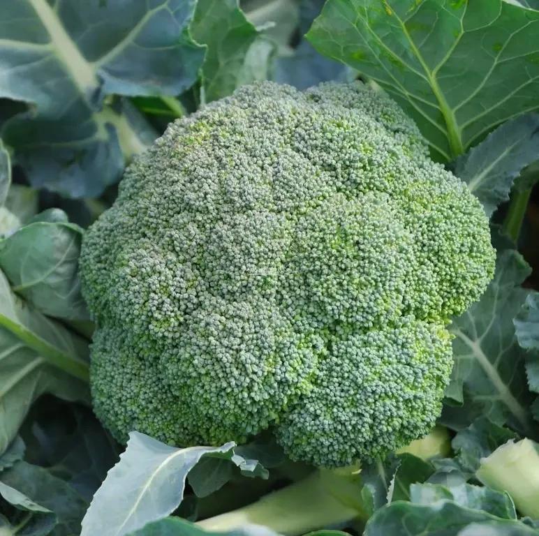 Насіння Капуста Брокколі Clause RUMBA F1 10 000 шт. (1982329433)
