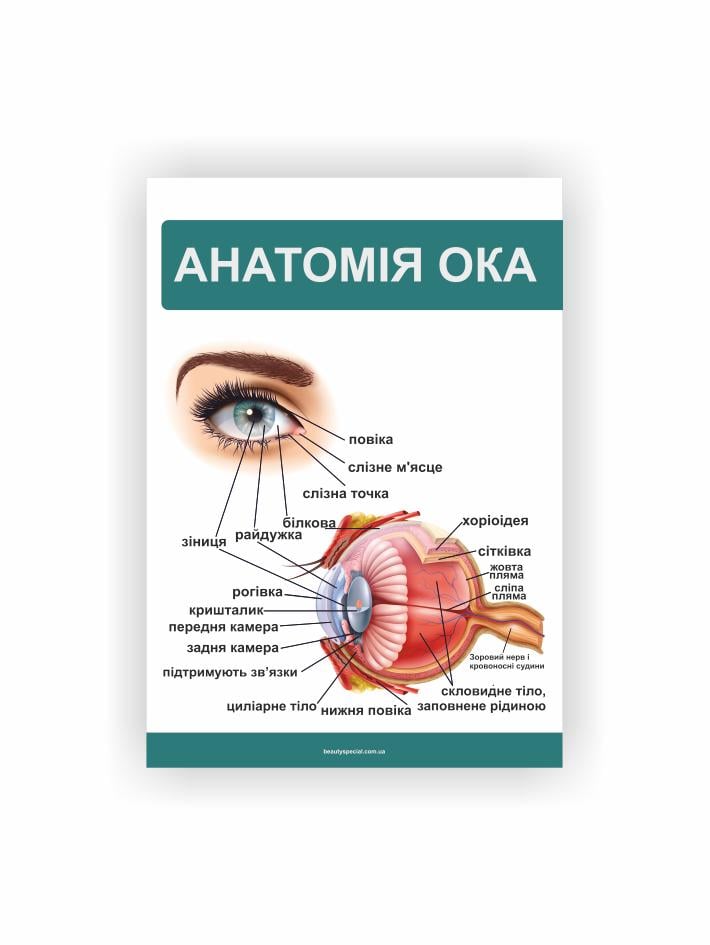 Плакат Vivay "Анатомия глаза" 60х40 см (25790112)