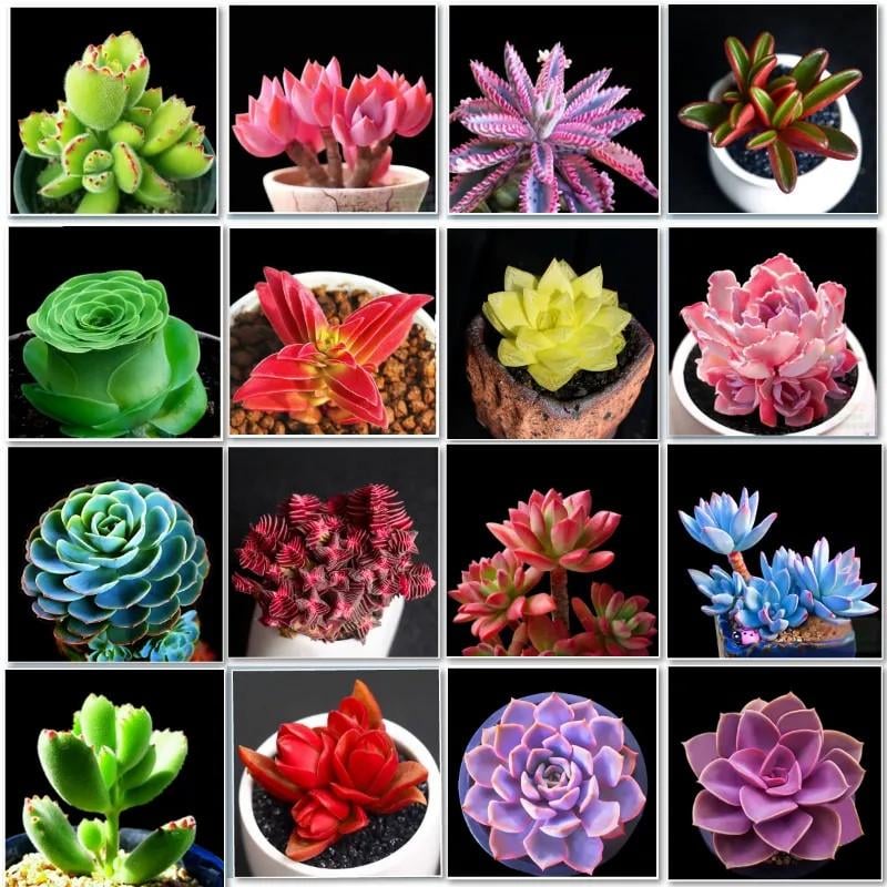 Семена Мир суккулентов микс растений 20 шт. (2762126603) - фото 2