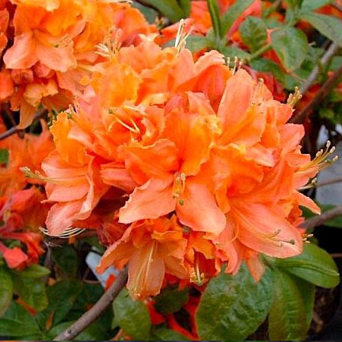 Рододендрон Florium Mandarin Lights (22563) - фото 1