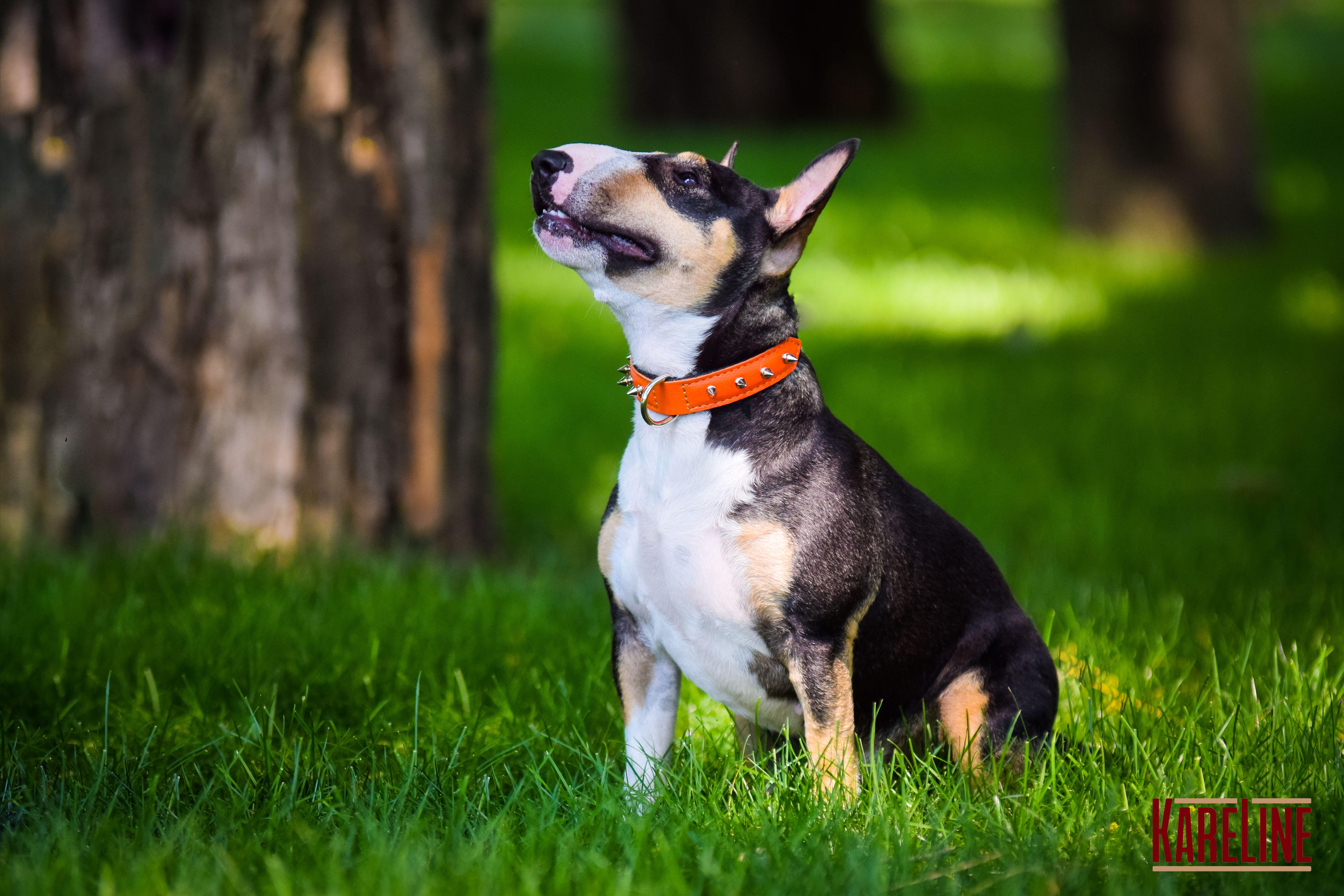 Ошейник KareLine и натуральной кожи с заклепками 25 мм 370-440 мм (6603/11) - фото 5
