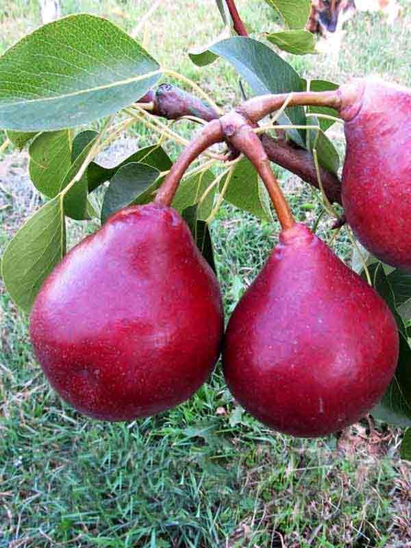 Саджанець груши Старкримсон Літній сорт (2074429582)