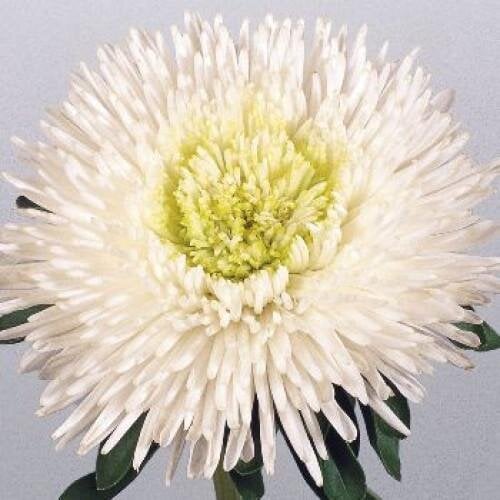 Семена цветов Астра Benarys Princess White Benary 100 шт. (BN00506-3)