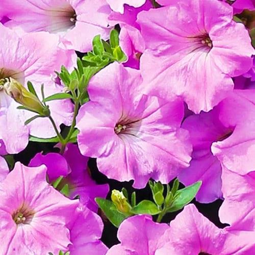 Семена Петуния Florium Даймонд Перли Шейдз F1 (6202)