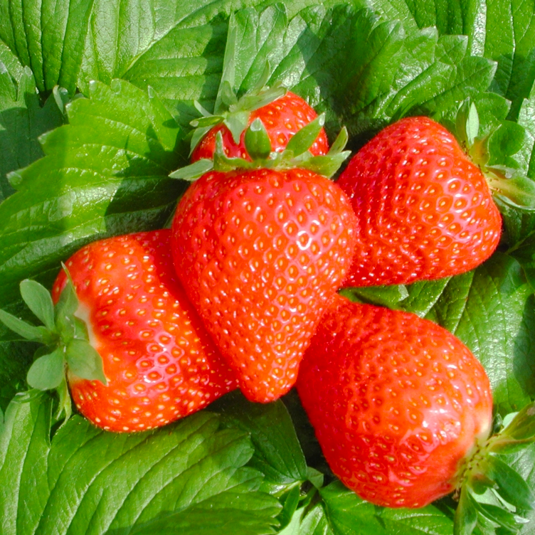 Саджанець полуниці Amy рання траснпортабельная (1316970968)