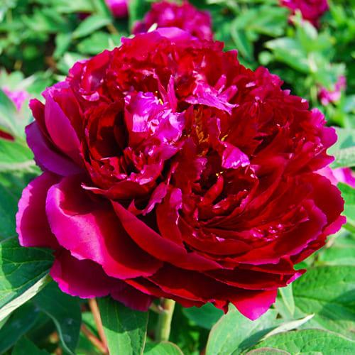 Пион Florium Baiyuan's Red Clouds Bai Yuan Hong Xia древовидный (5167)