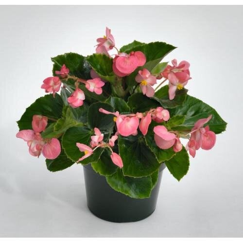Семена цветов Бегония BIG Pink Green Leaf Benary 25 шт. (BN05583-3)