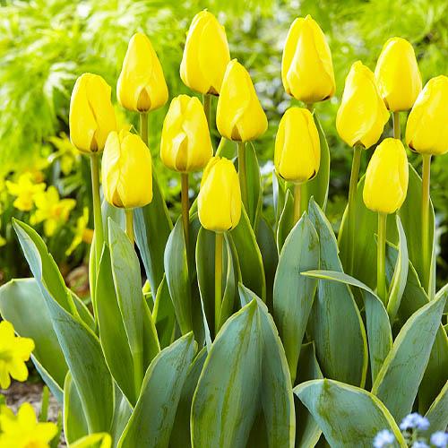 Тюльпан Florium Jaap Groot (9762) Тюльпан Florium Jaap Groot (9762)