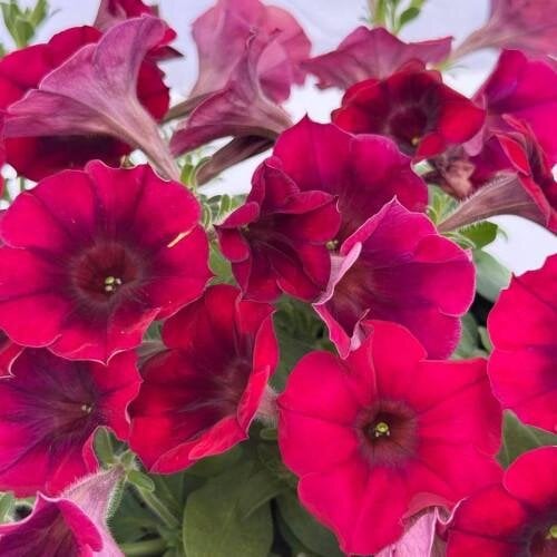Семена цветов Петуния многоцветковая амп. My Love F1 Burgundy Shades Farao 10 шт. (BN13351-4)