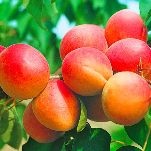 Абрикос Цунами Florium