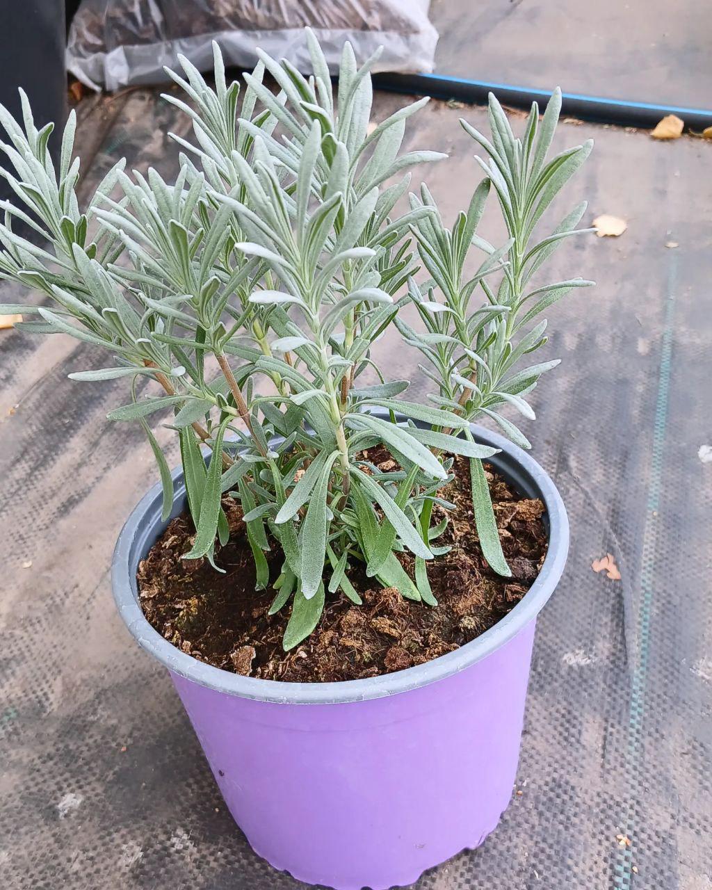 Рослина Lavandula hybrida Лавандин