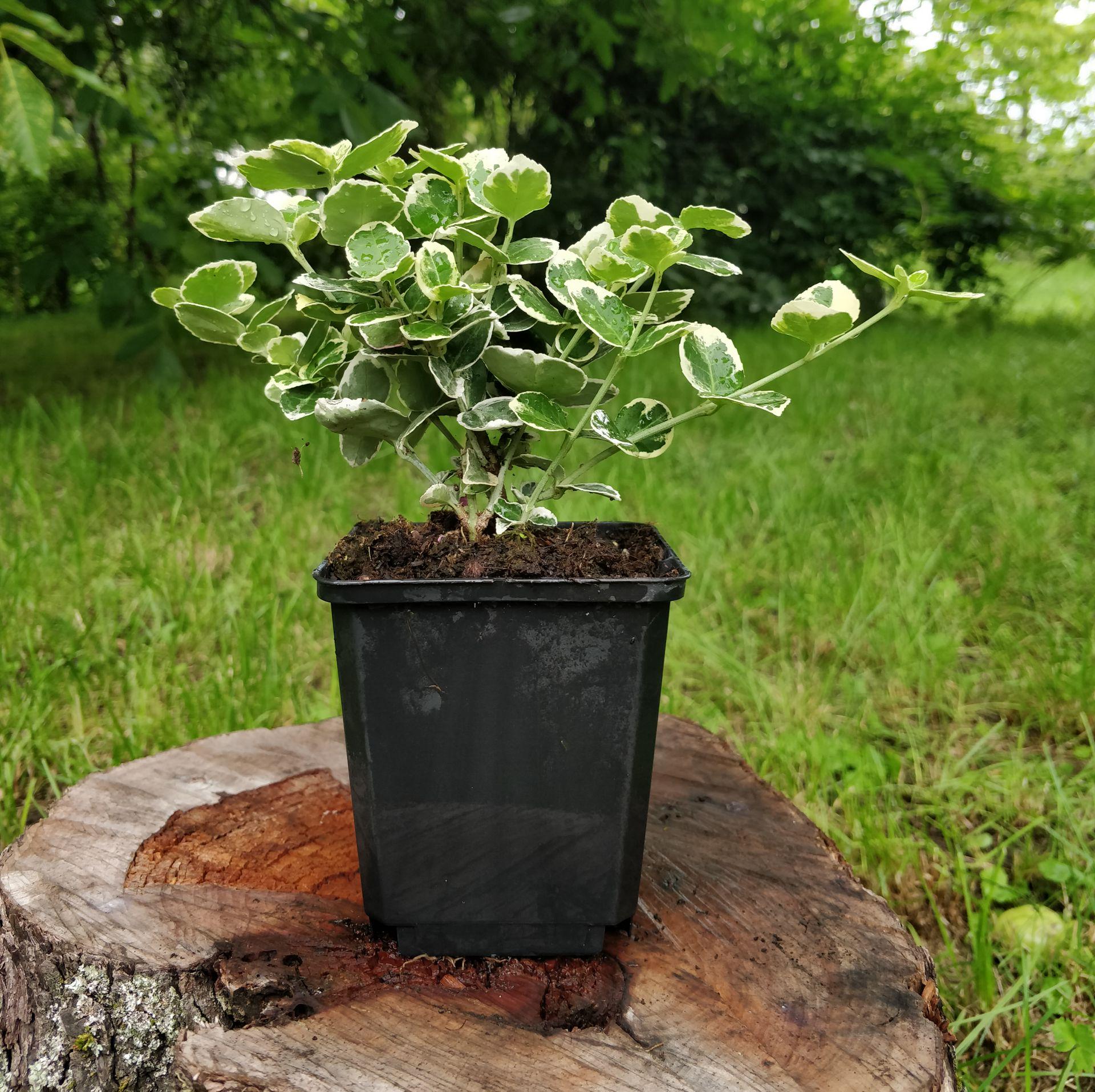 Бересклет форчуна Balemala Silver Queen до 10 см (SW10208.4)