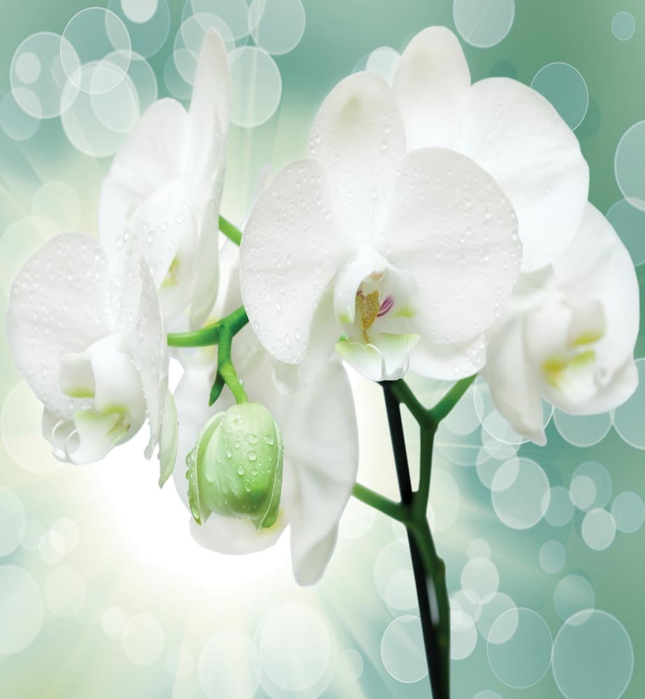 Фотообои WS Wallpaper 3Д Орхидея 240x260 см (183)