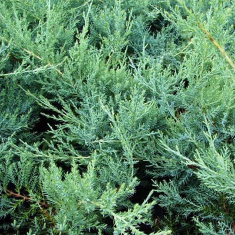 Саджанець ялівця козацького Glauca горщик 0,5 л (2098112334)