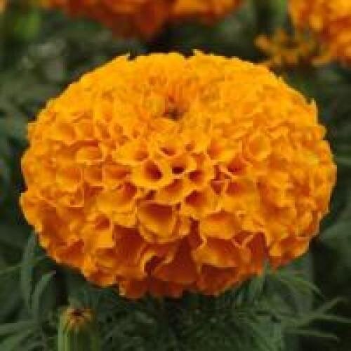 Семена цветов PanAmerican Бархатцы прямост TAISHANF1 10 шт. Orange (BN02527-4)