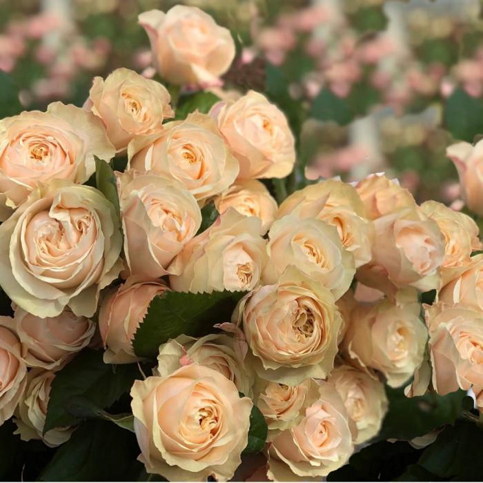 Роза Victorian Peach Чайно-гибридная (2669458519)
