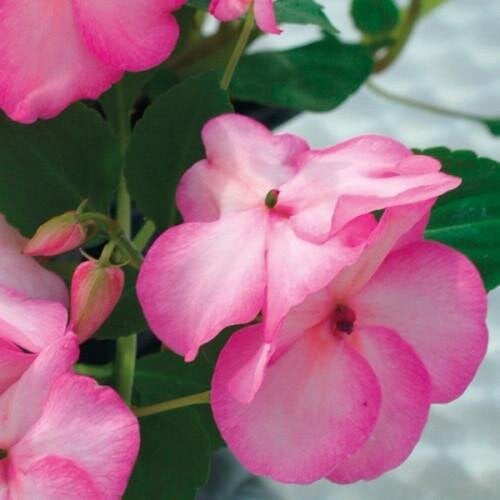 Семена цветов Бальзамин Balance Rose Picotee Hem Genetics 250 шт. (BN09307-2)