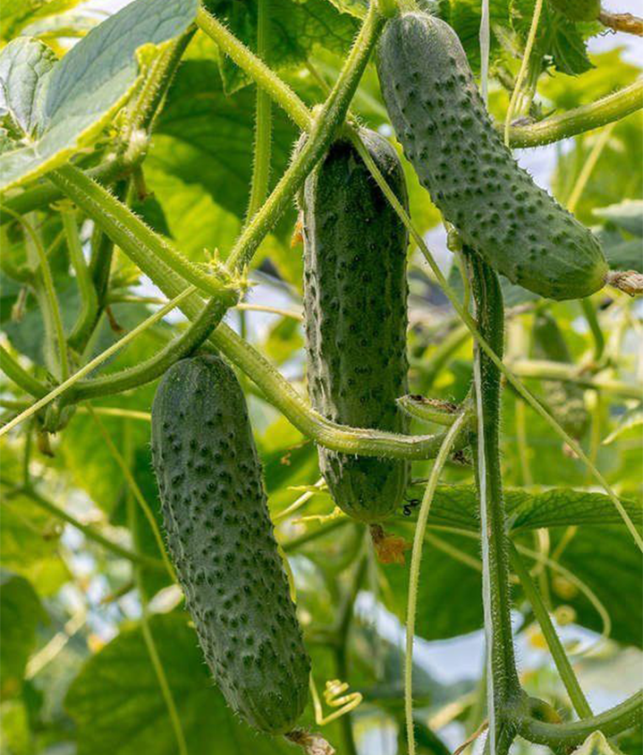 Семена Огурец GL Seeds Засолочный-65 1 г (564) Семена Огурец GL Seeds Засолочный-65 1 г (564)