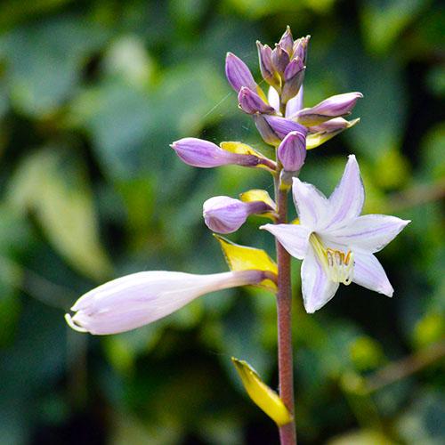 Хоста Florium Morning Star (6910) - фото 2