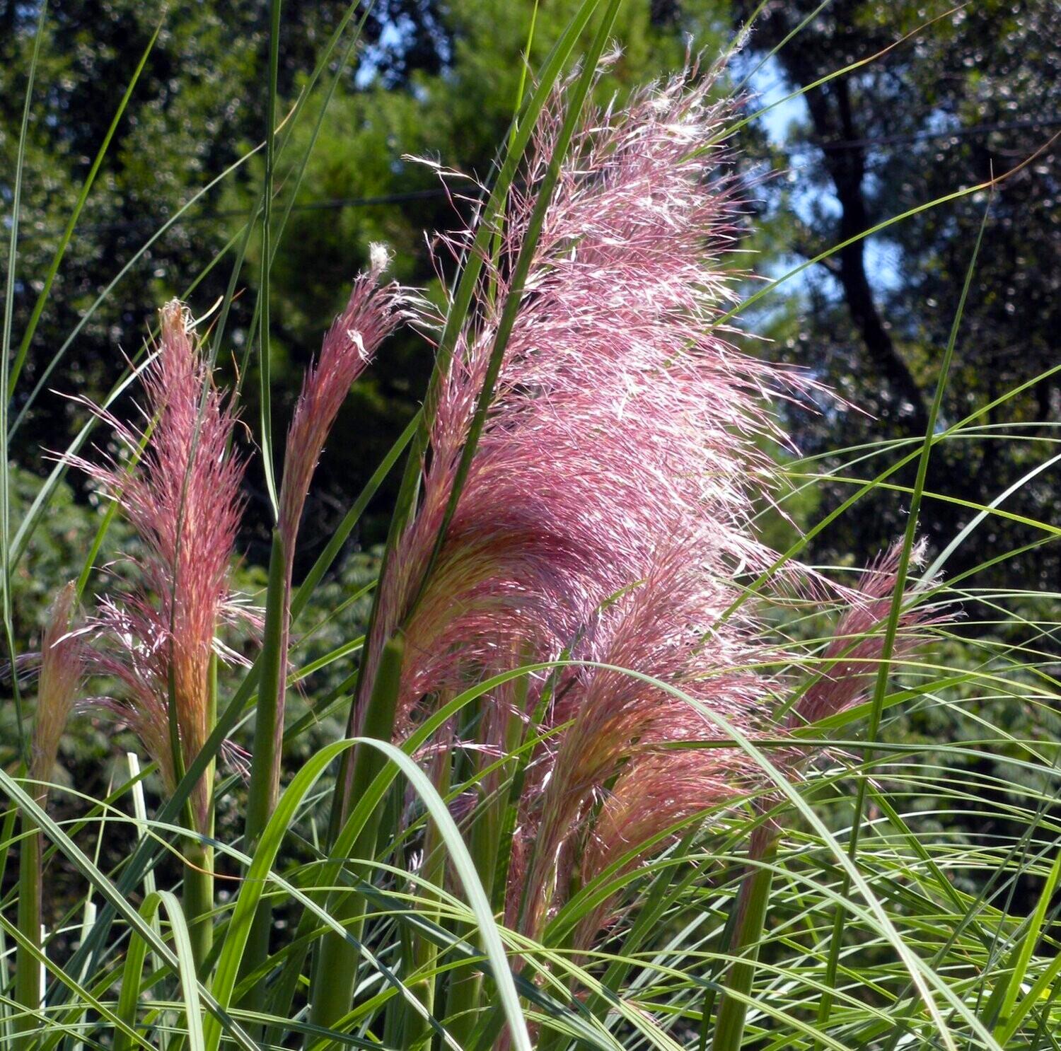 Кортадерія Пампасна трава рожева Cortaderia sell 3 шт. Rosea (38292467)