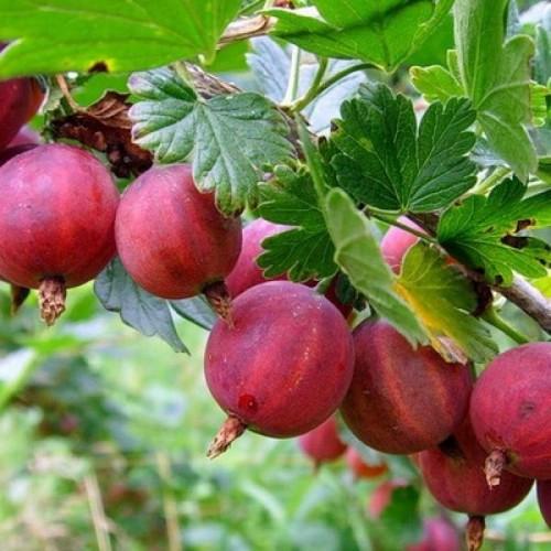 Агрус Яскрава Карамелька (7289)