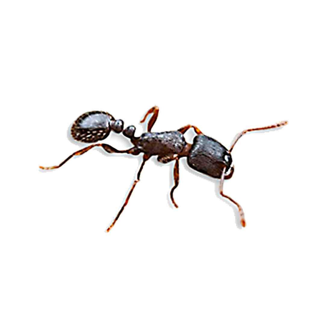 Колония муравьев Tetramorium caespitum дерновой муравей матка/раслод для муравьиной фермы