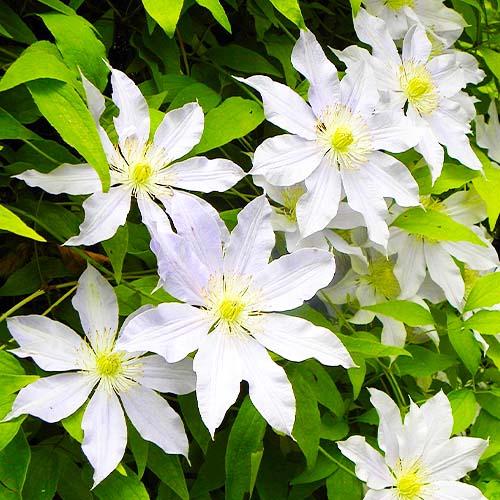 Клематис Etoile Nacre Florium - фото 3