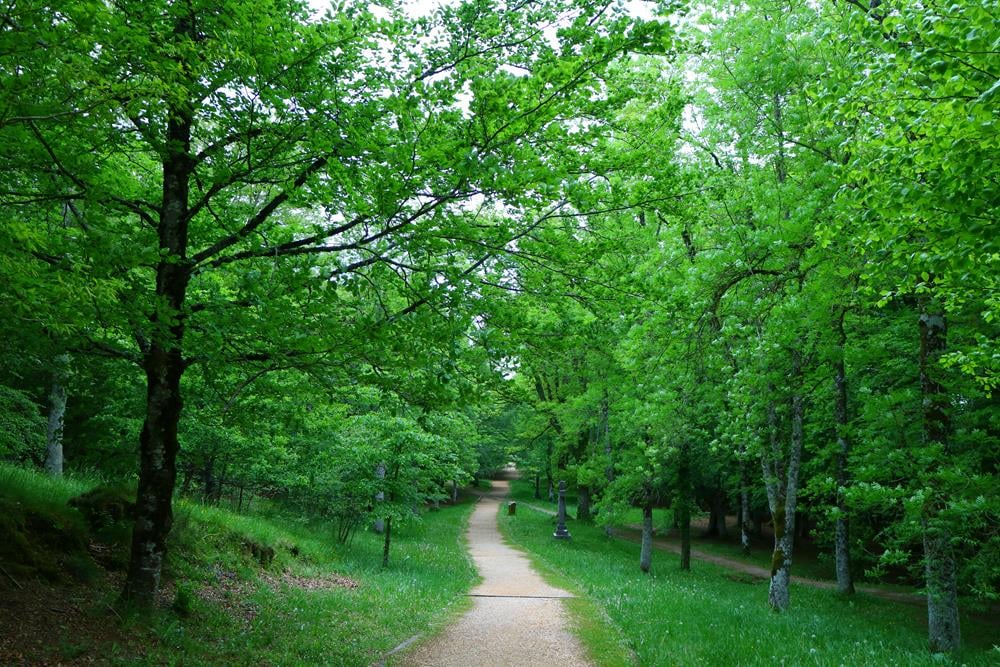 Картина Природа PR184 55х85 см